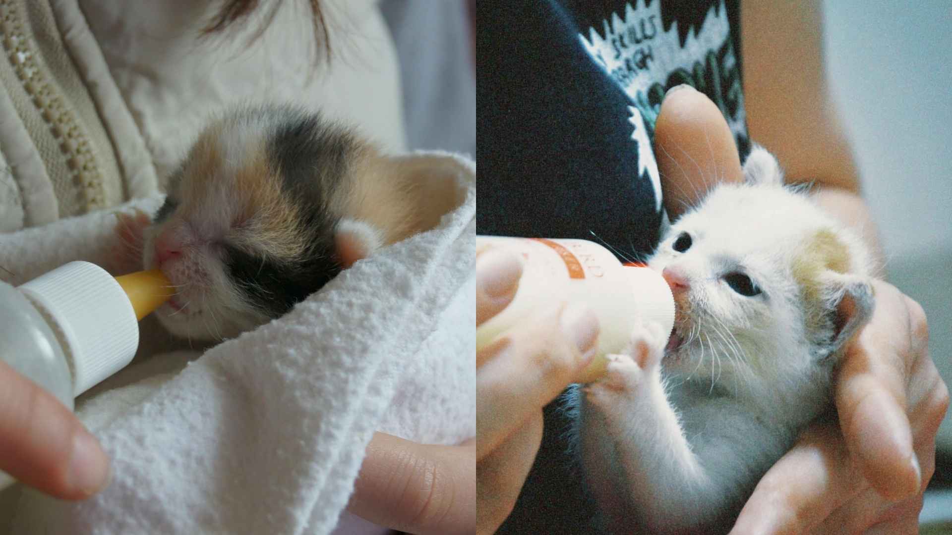 dando el biberón a un gatito